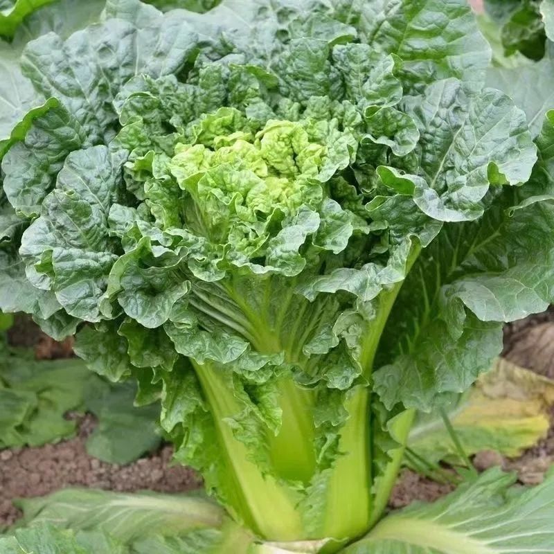 【满5包/包邮】甜脆7号种子早熟直筒青麻叶大白菜秋播四季蔬菜种子