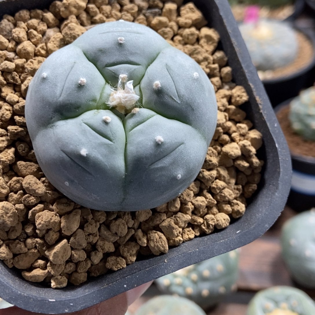 Kk乌，实生，实生，4.8厘米