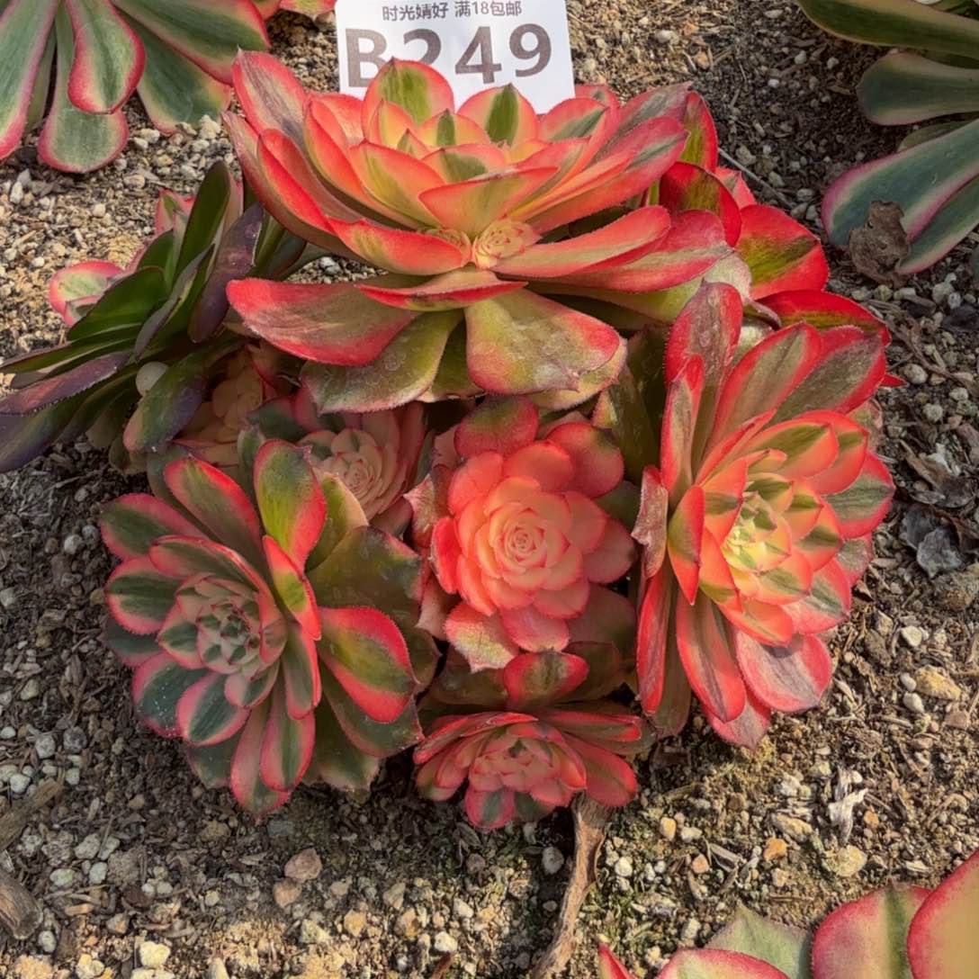 249荔枝。多肉植物