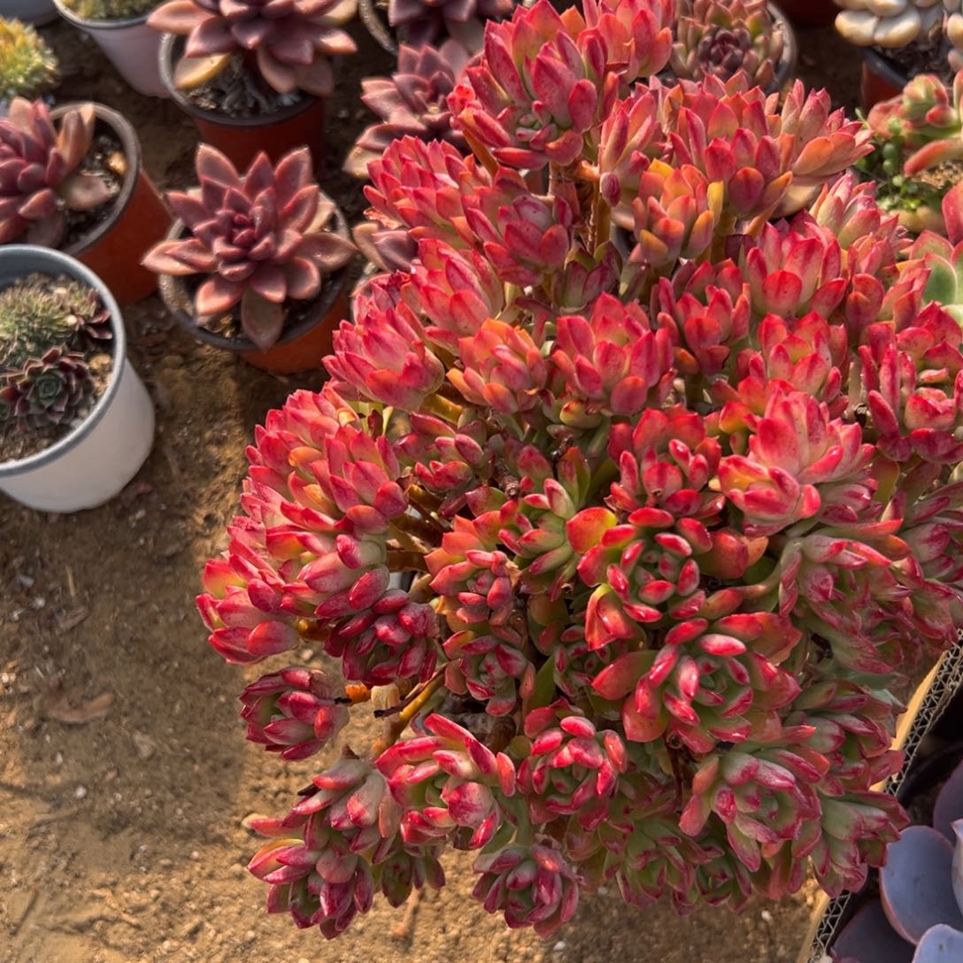 多肉植物红稚莲大群