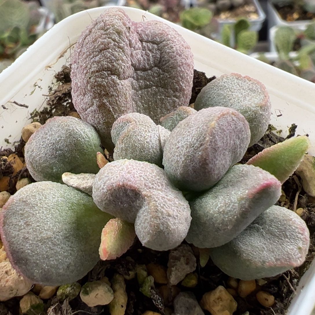 厚粉款实生新品大苗多肉植物水泡