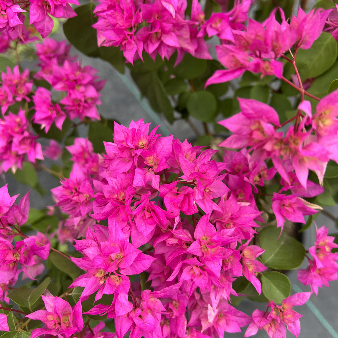 怡锦重辨紫三角梅，直播间一物一拍，以直播为准