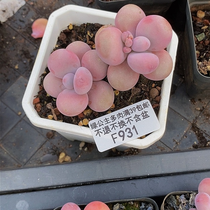 腰子桃蛋931多肉植物 