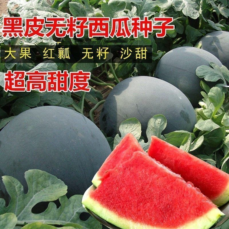【全店6包包邮】超甜无籽西瓜种子黑皮高产薄皮红心特大西瓜种籽蔬