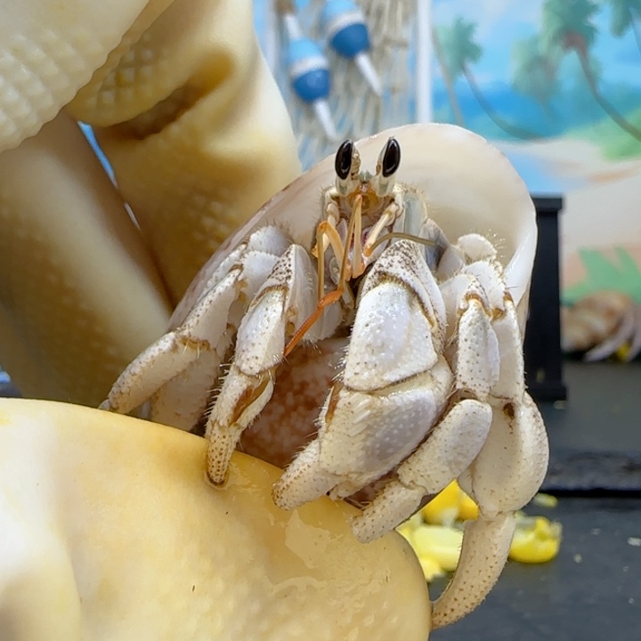 A71胖 灰白2.3cm口径