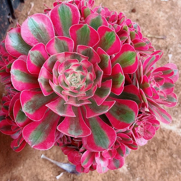 粉女巫多肉植物大战