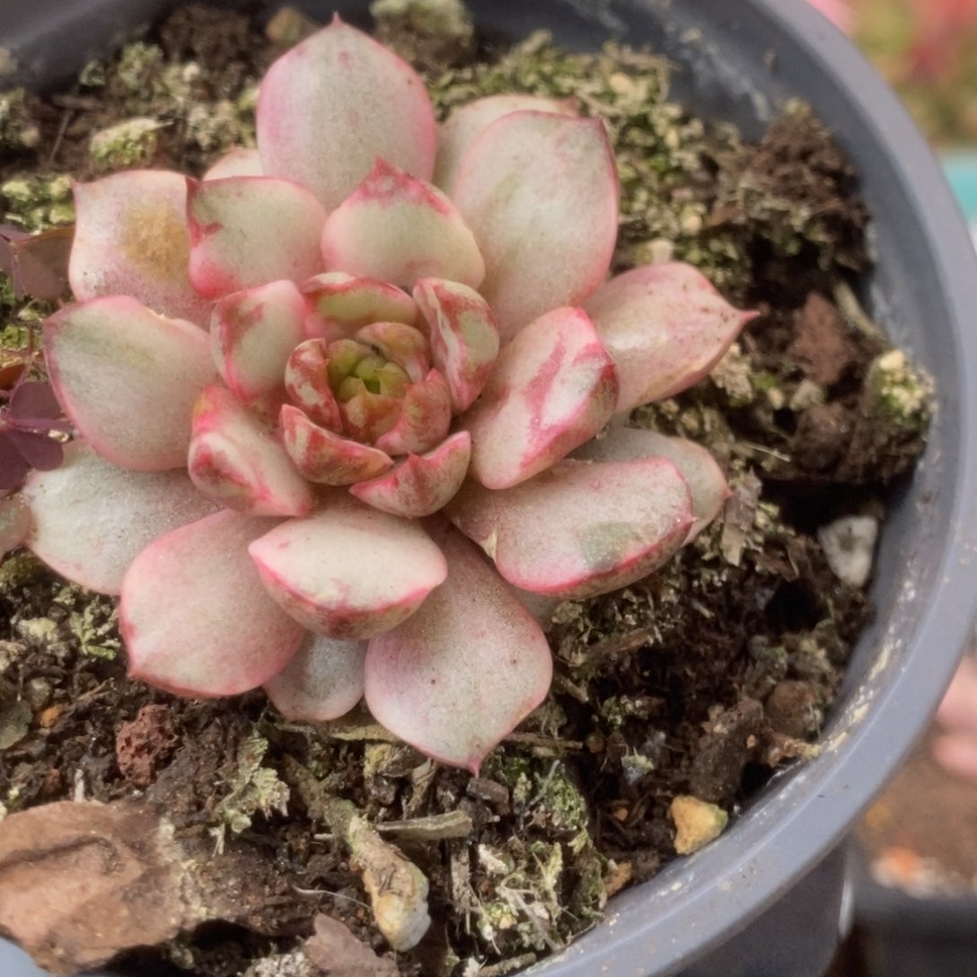 696血燕锦锦锦锦锦锦