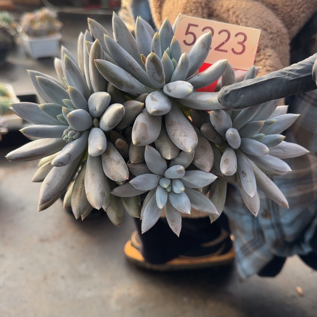 5223。    胖彩体哥特四头福利