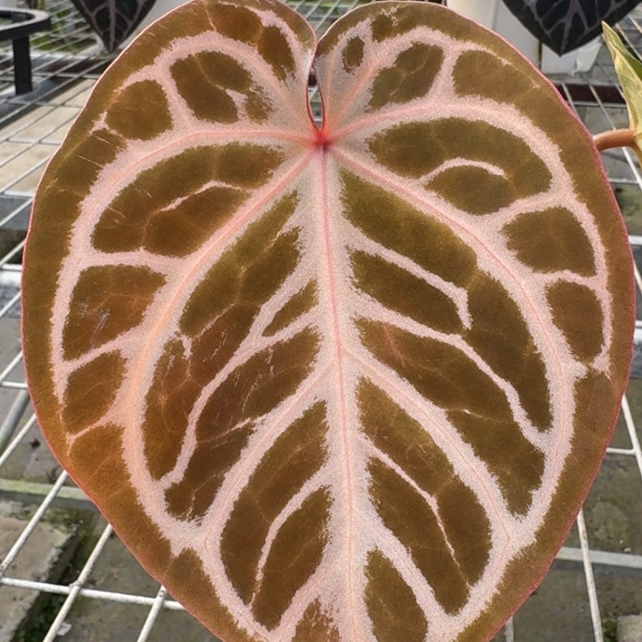 完全开放15号粉红