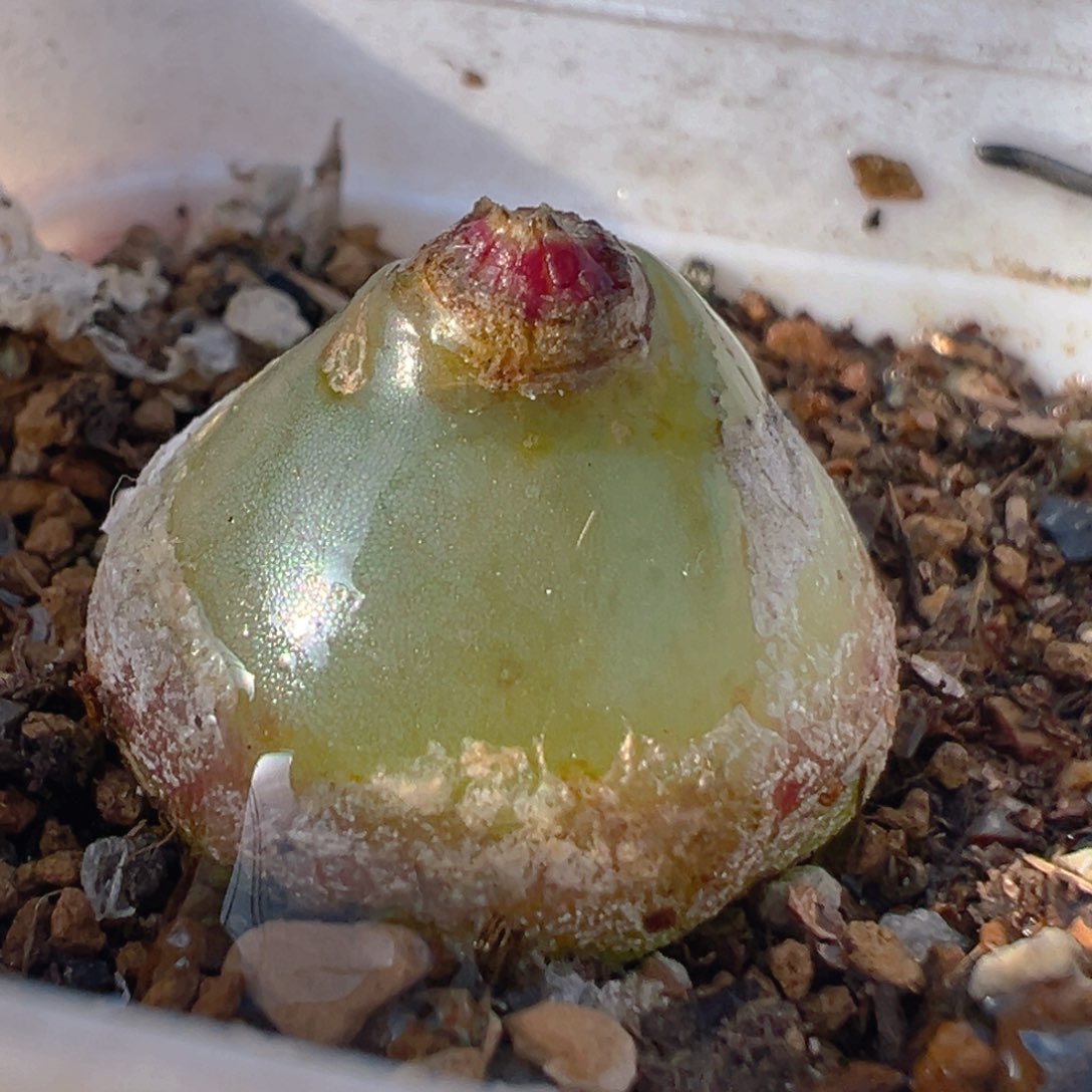 琳*36多肉植物百科知识