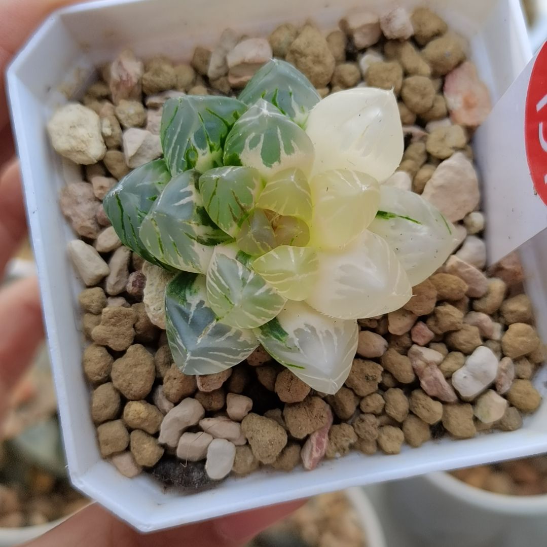 151号OM玉露锦一物一拍带盆土发货