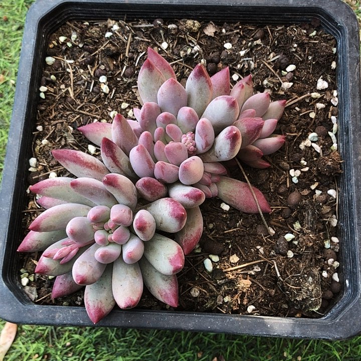 虞美人群多肉植物