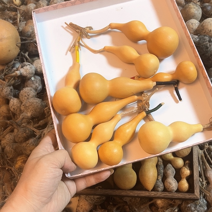 老*本捻葫芦天天开心