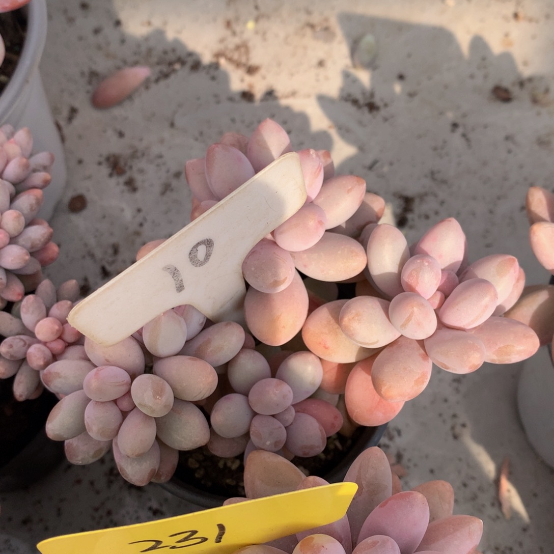 粉色来男人肉8282822882