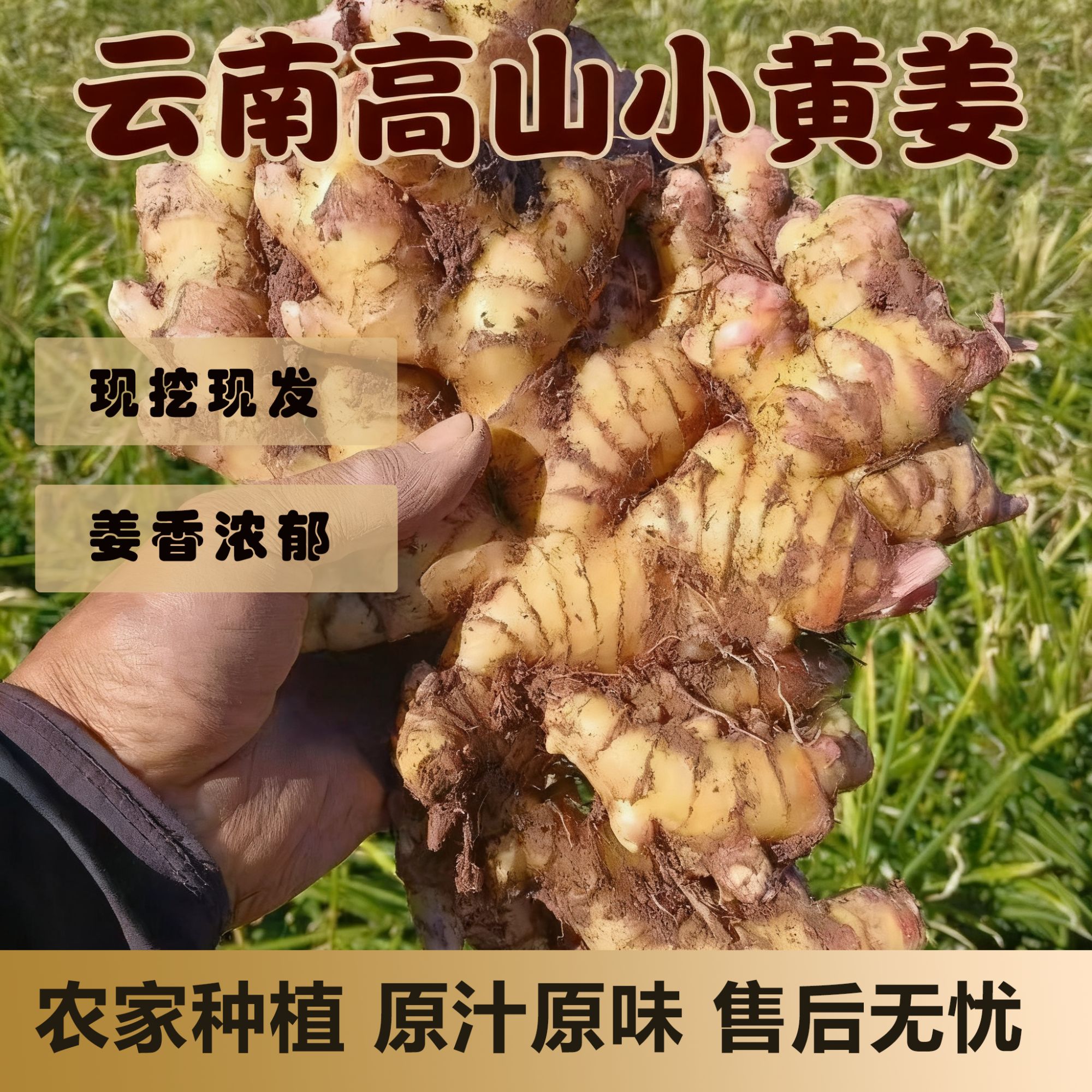 【包租婆专属】云南高山小黄姜新鲜现挖辛辣十足家庭必备