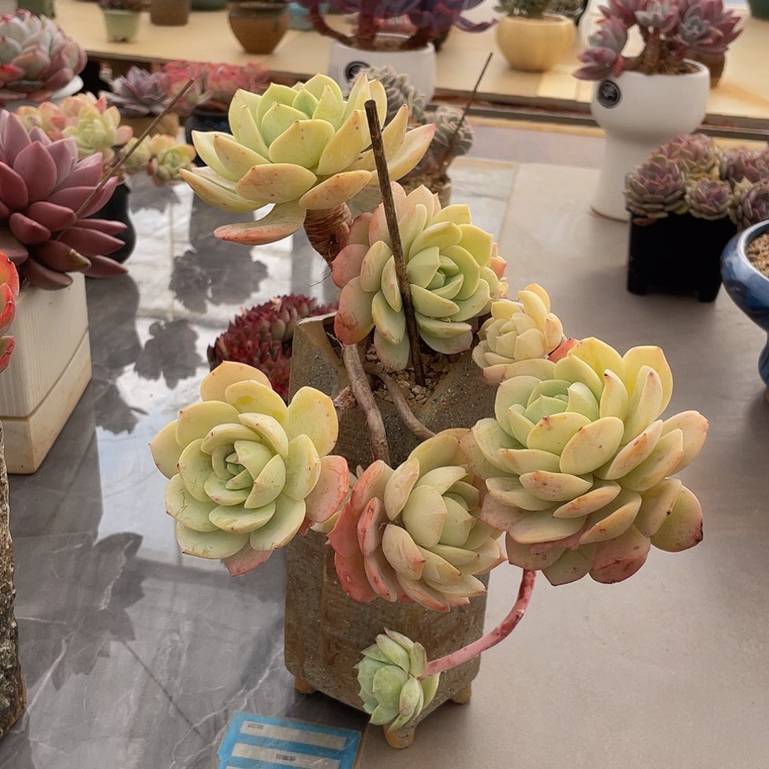 恋曲无砍多肉多肉多肉