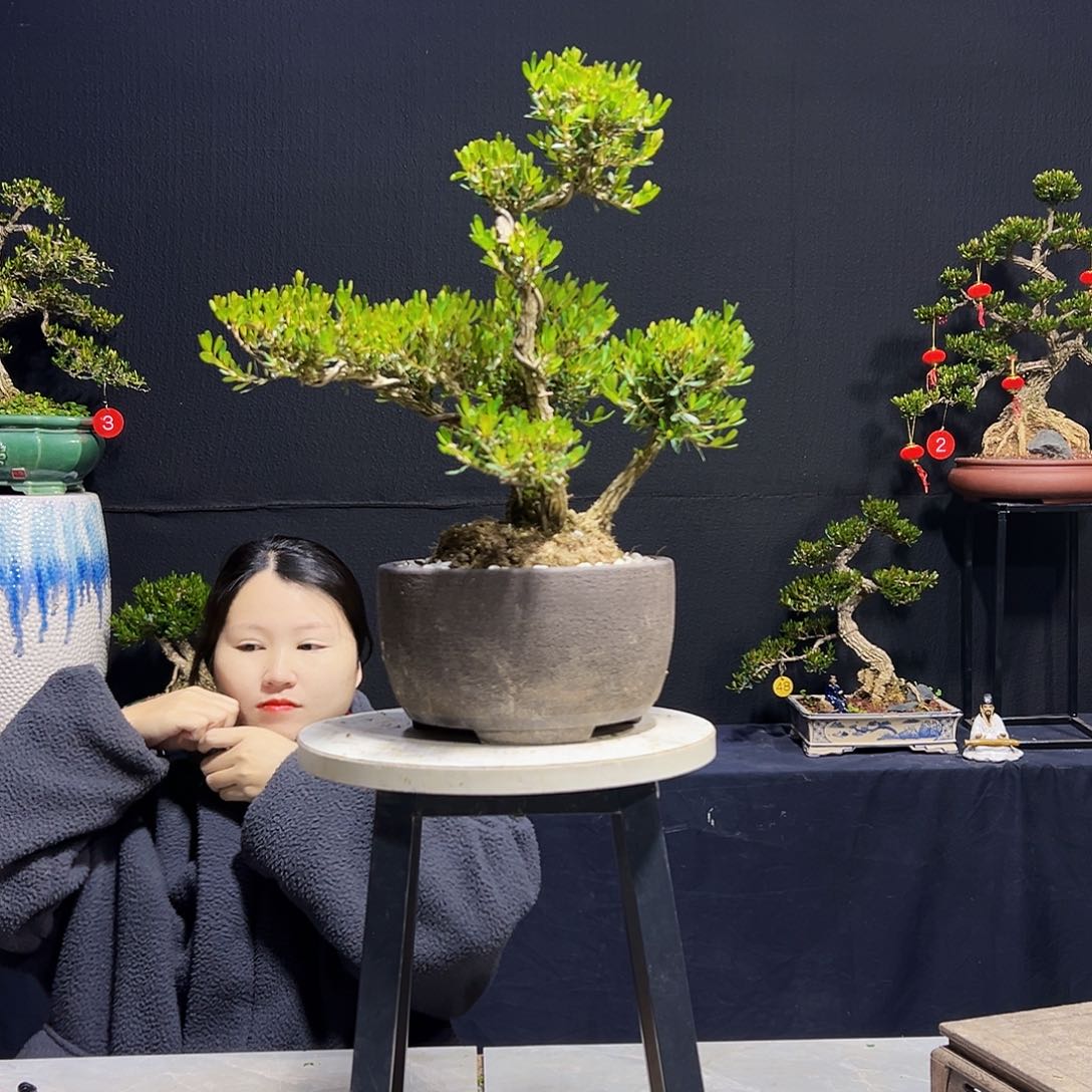 绿植广东皱皮黄杨木