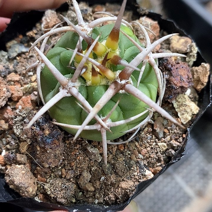 氯***钾定孤品实生顶级爆种五十铃碧岩玉3.2cm