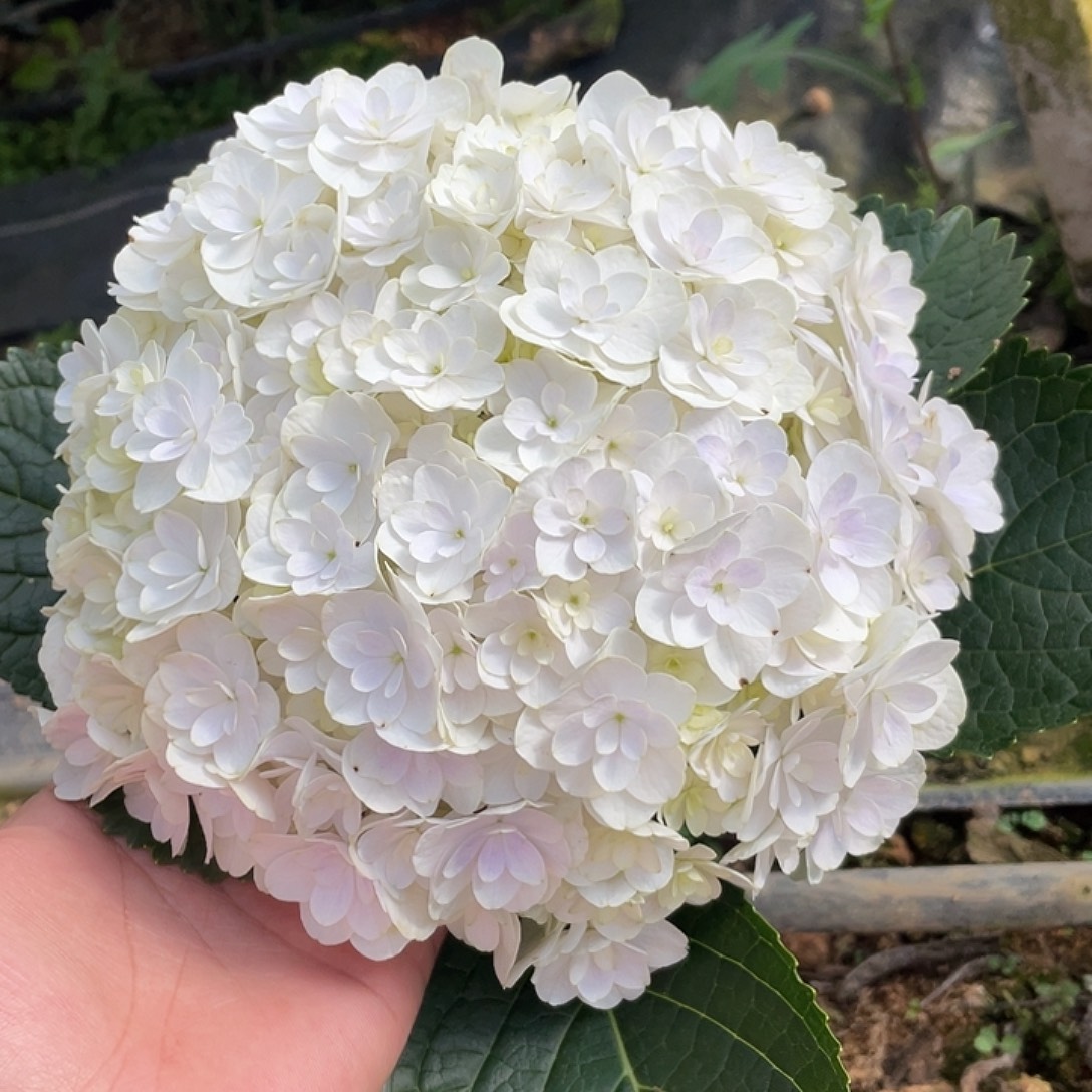 绣球切花一物一拍3枝包邮，70