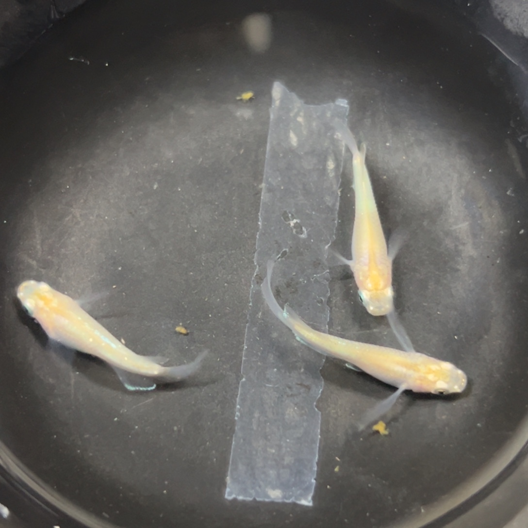 海水鱼成交价的喝几口干后