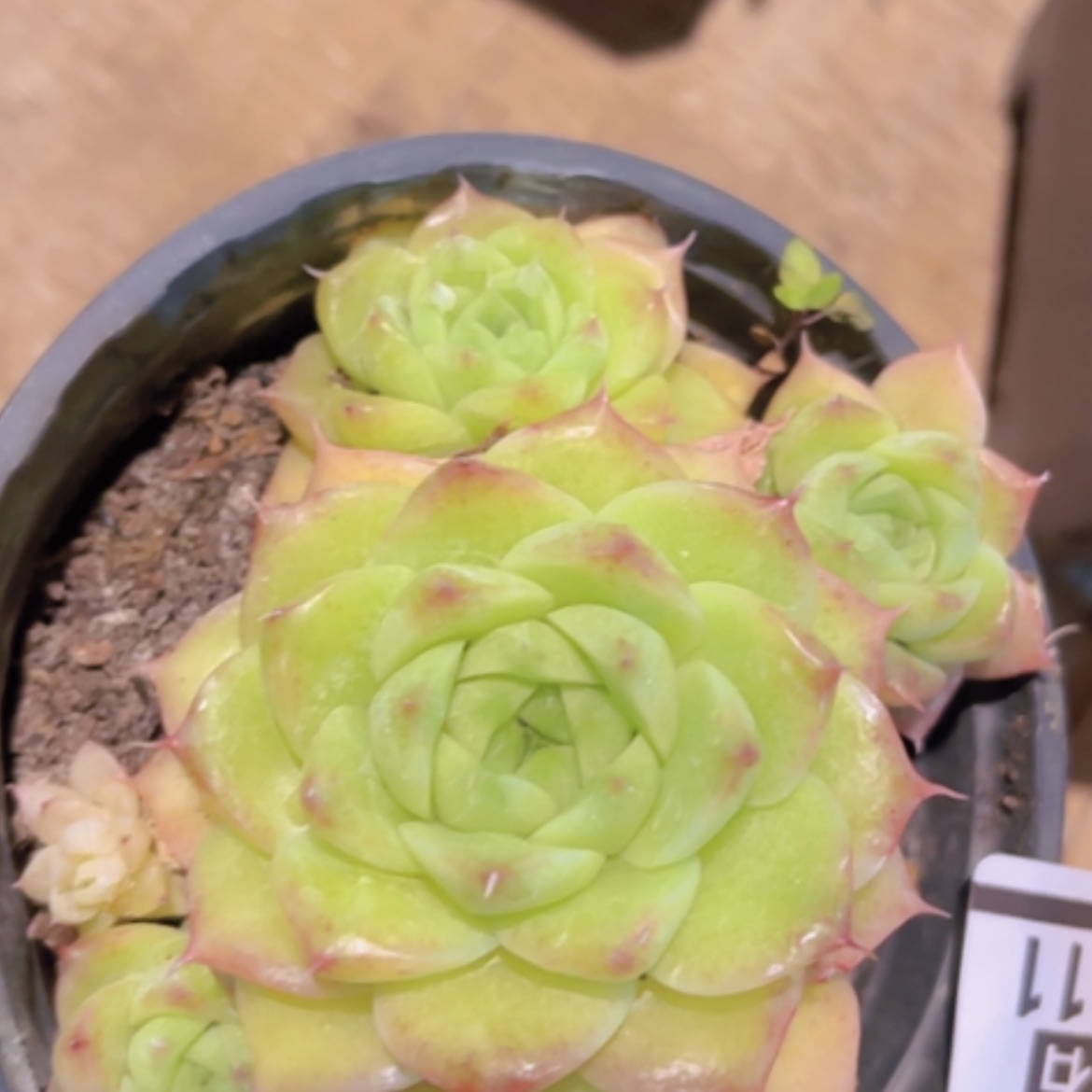 【闪购商品】麦秆20411