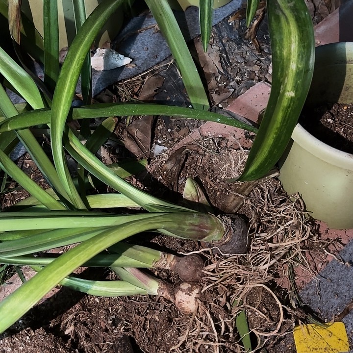 无花朵朱顶红白肋盲盒3棵