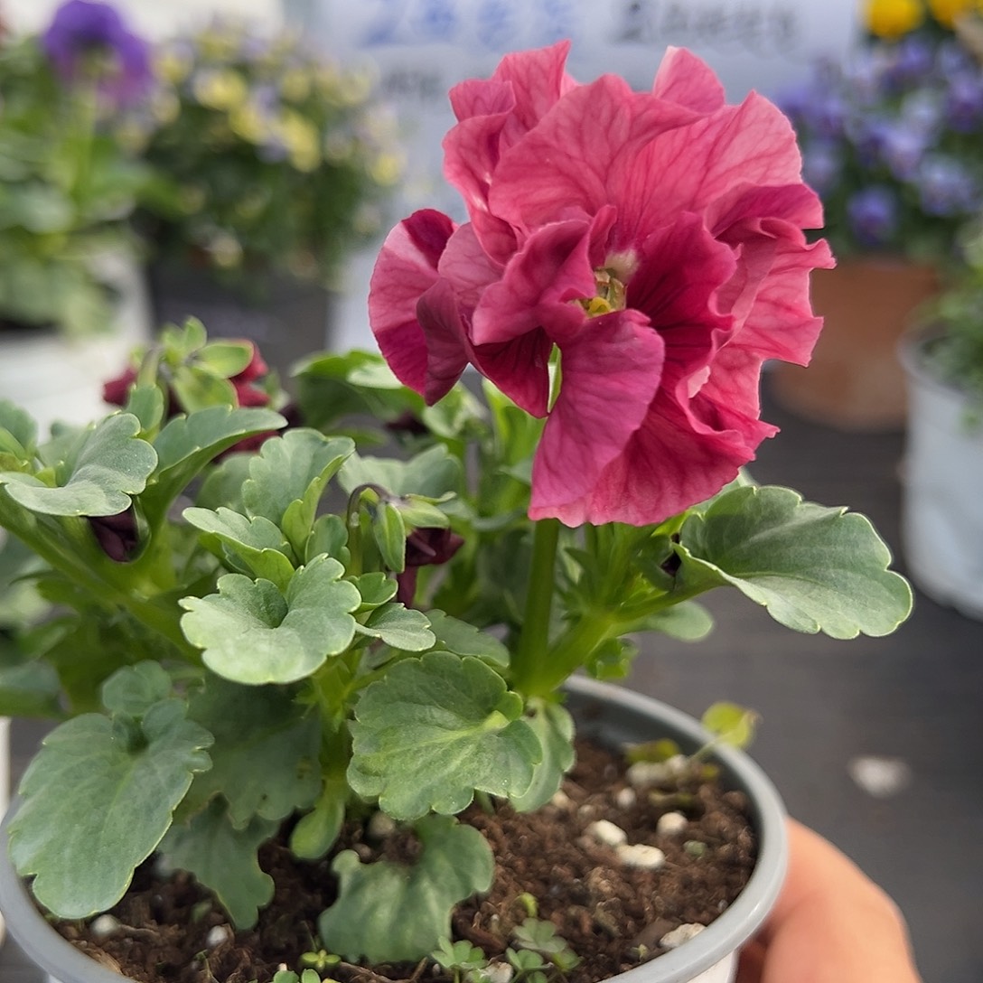 当前无花朵，栽培后可花朵050号