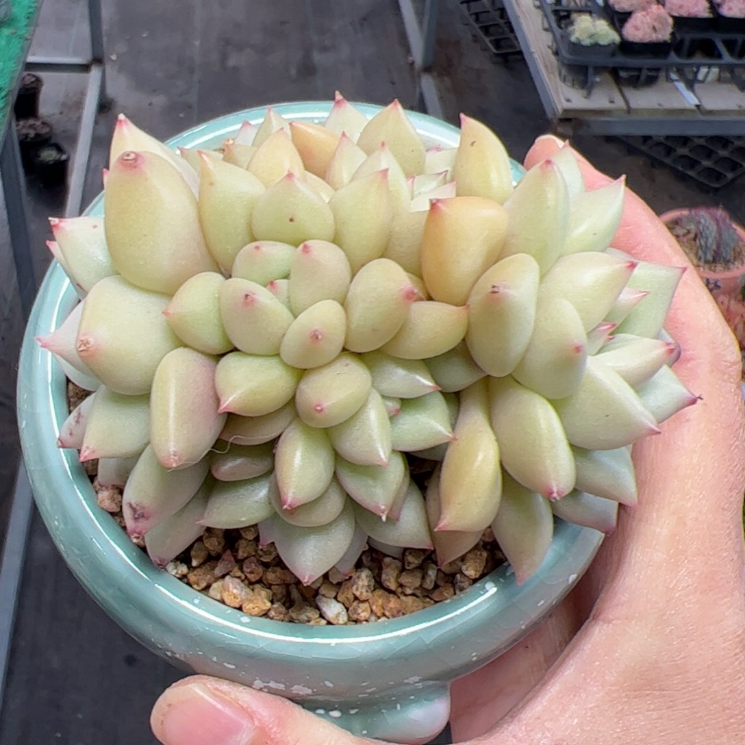 486多肉植物组合盆栽