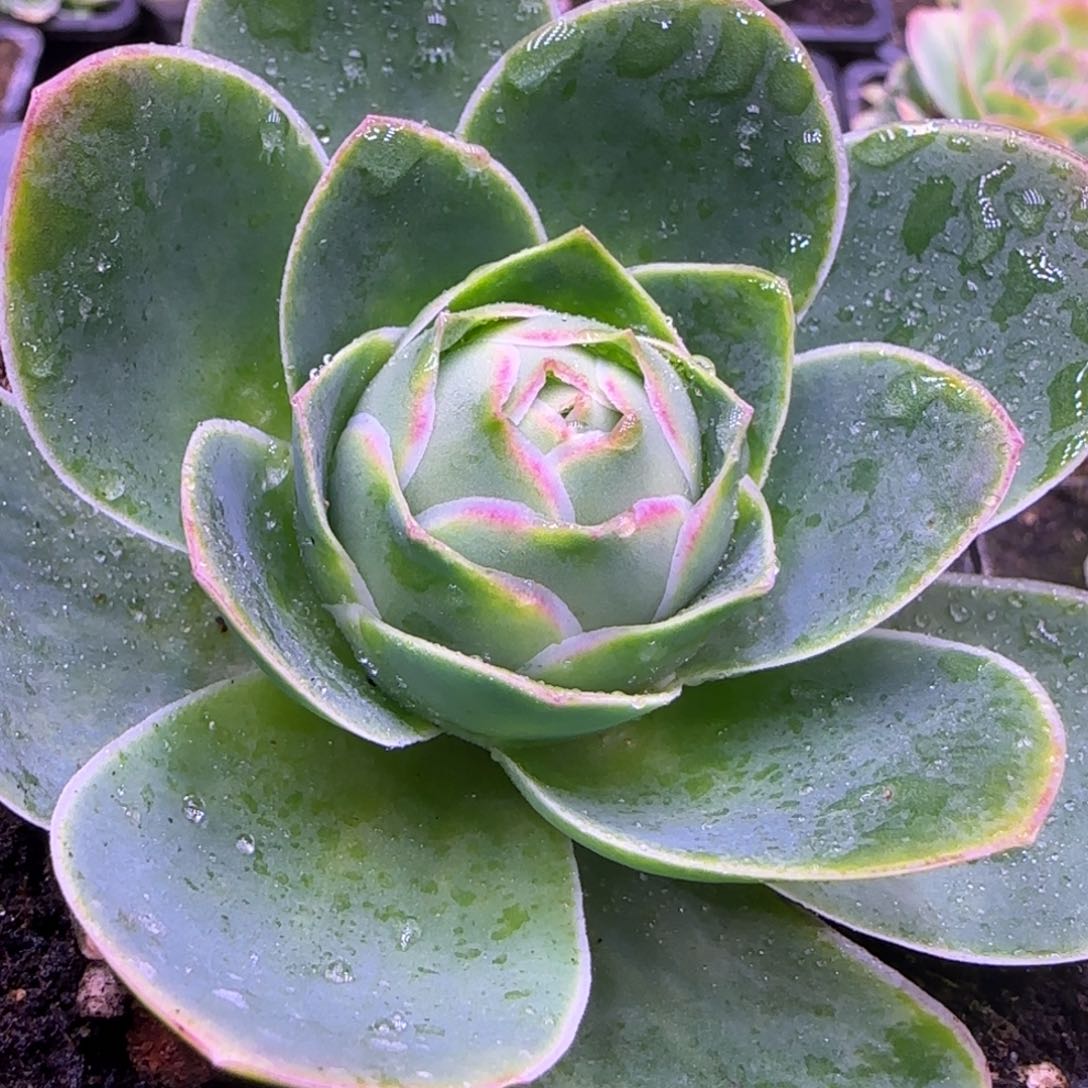 9厘米双冰边大单头玫瑰11242424343