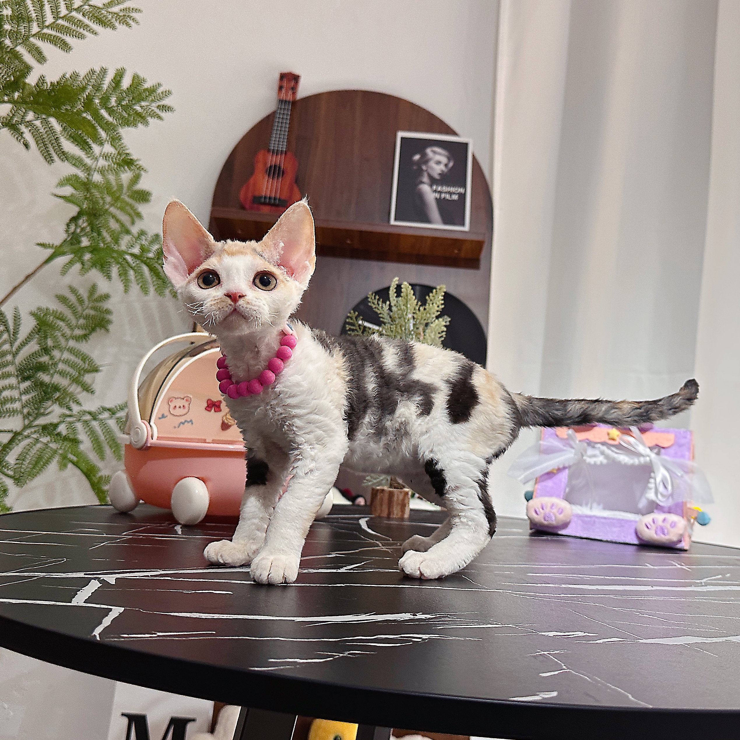 德文卷毛猫 油画配色 三花妹妹 