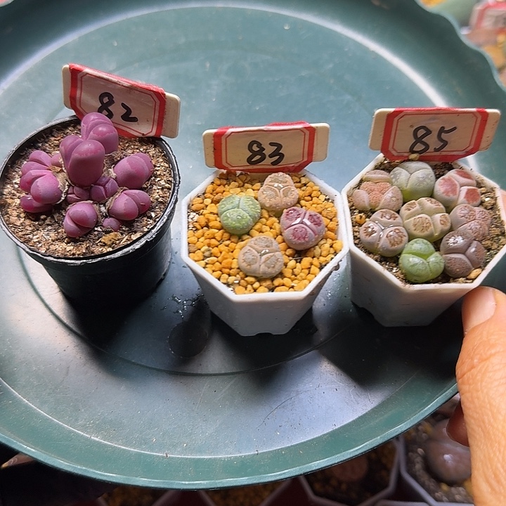 怼***了生石花3:：：。    12号