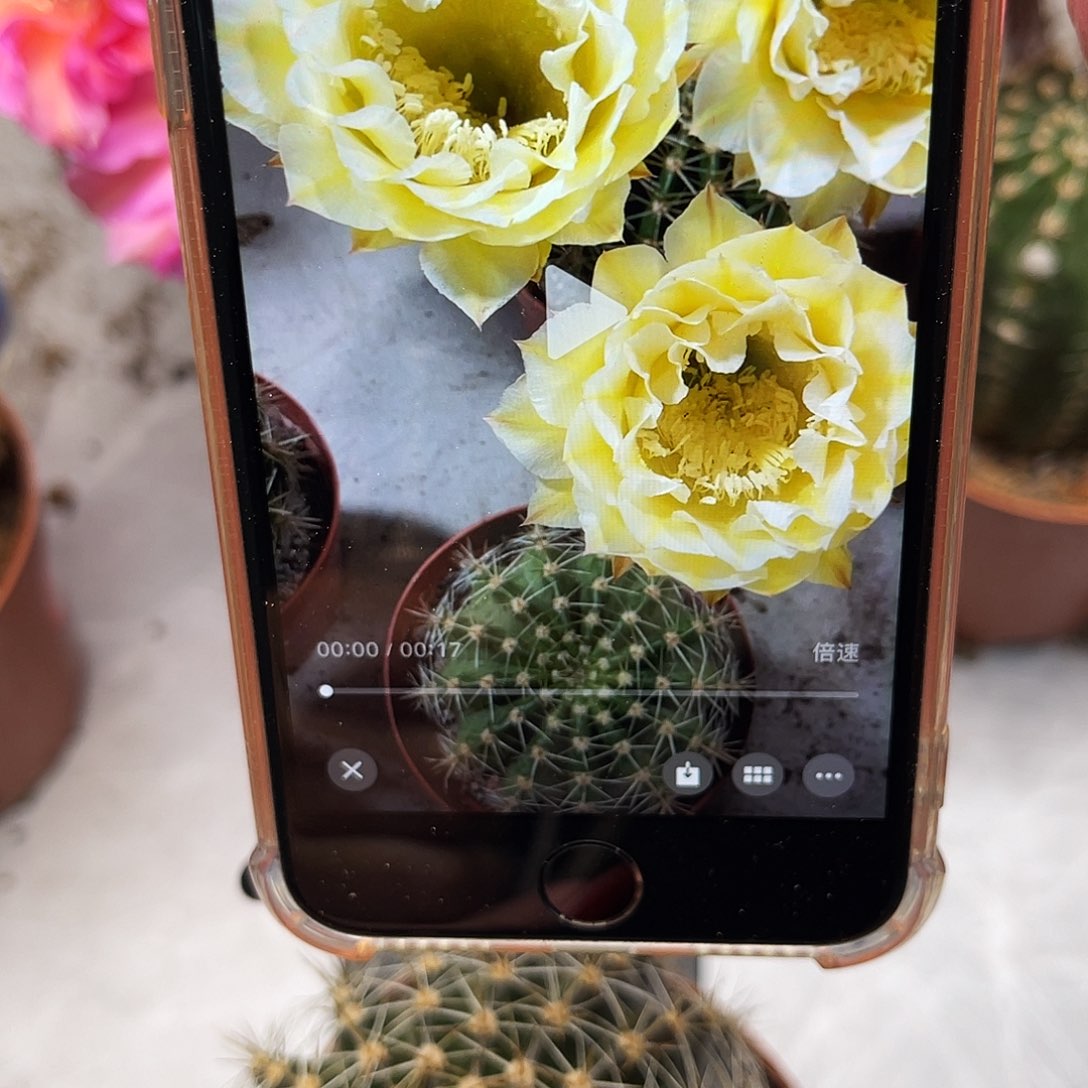 彩草38号6-7公分左右