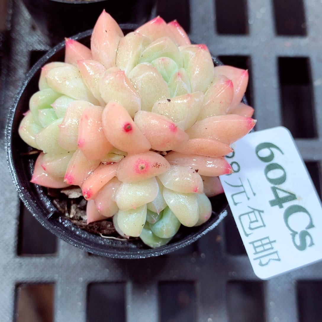 5厘米盆精控多肉604 