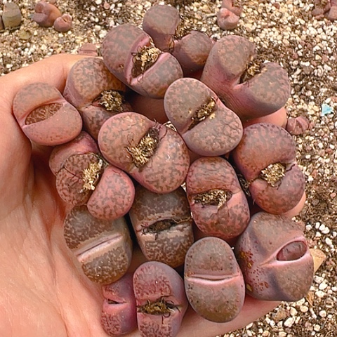 【闪购商品】25199