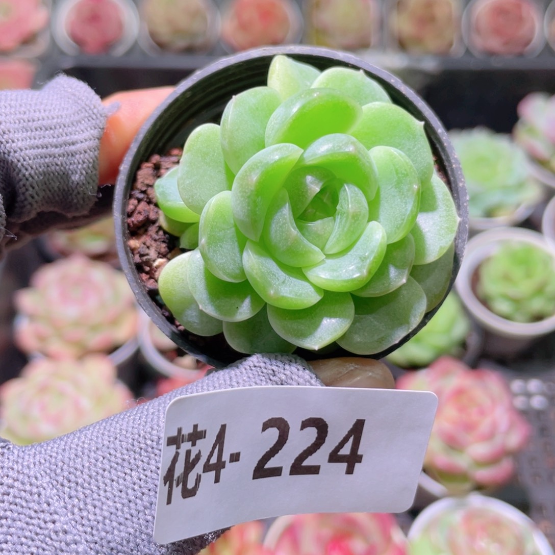 花利美 4-224瑶心