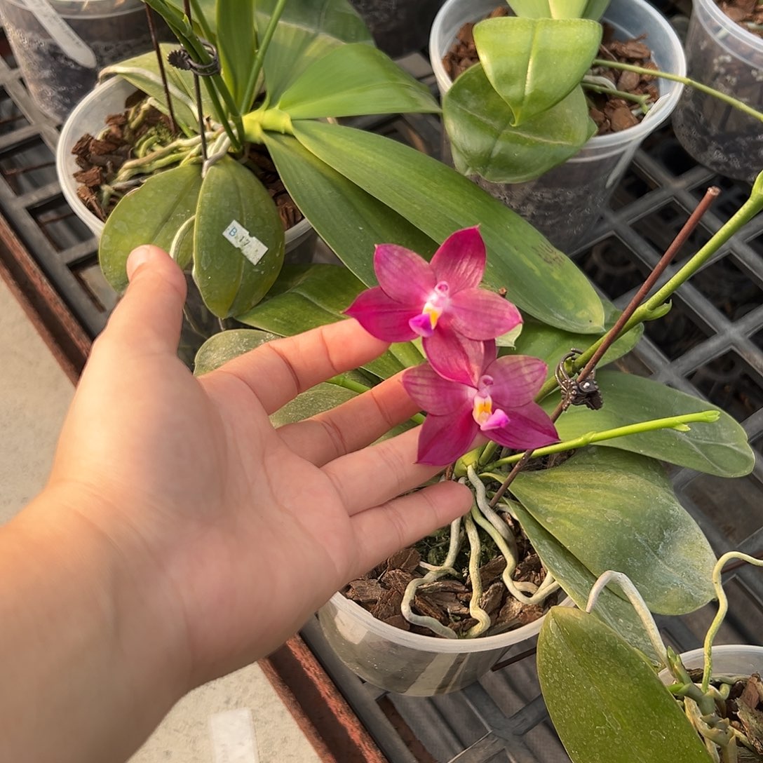 完全开放罗拉熊王666叶子瑕疵