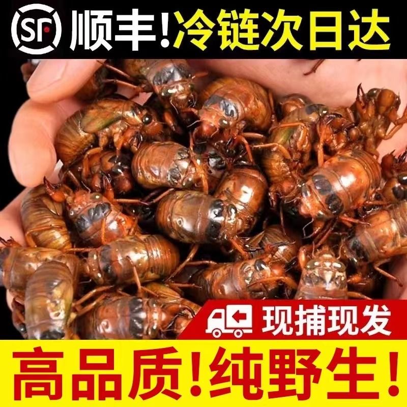 【2025新鲜速冻金蝉顺丰包邮 】现摘仿野生特产爬叉知了蝉知了龟