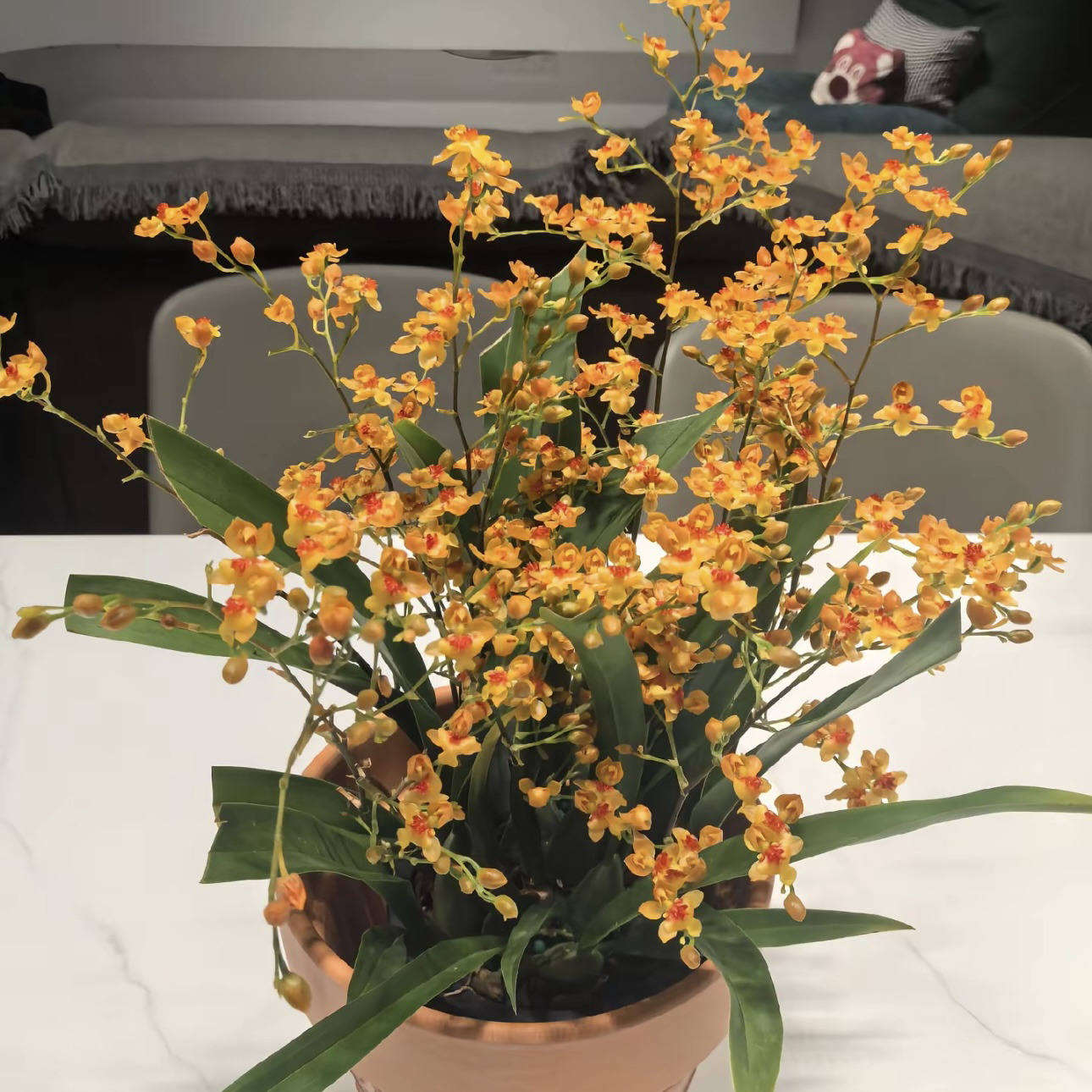 【橙色梦香兰】梦香兰（10支以上）清香花卉多年生室内阳台易养护