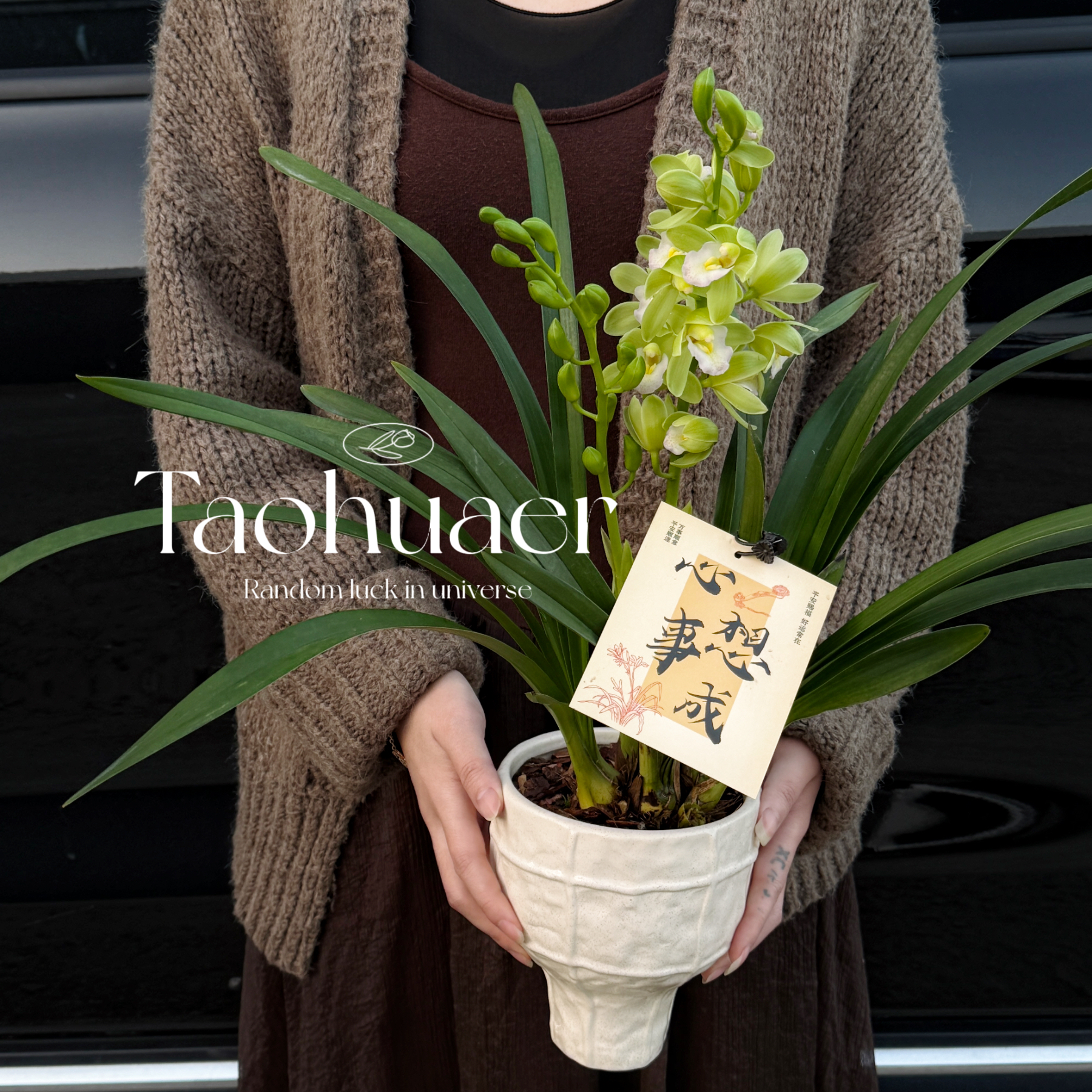 香兰兰花带花苞带盆客厅阳台办公室兰花绿植盆栽