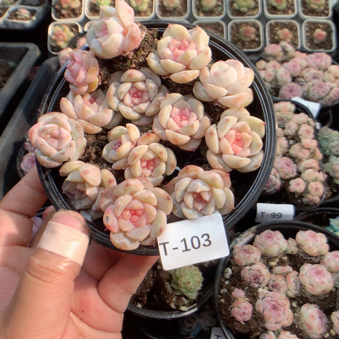 无花朵T103英语英语