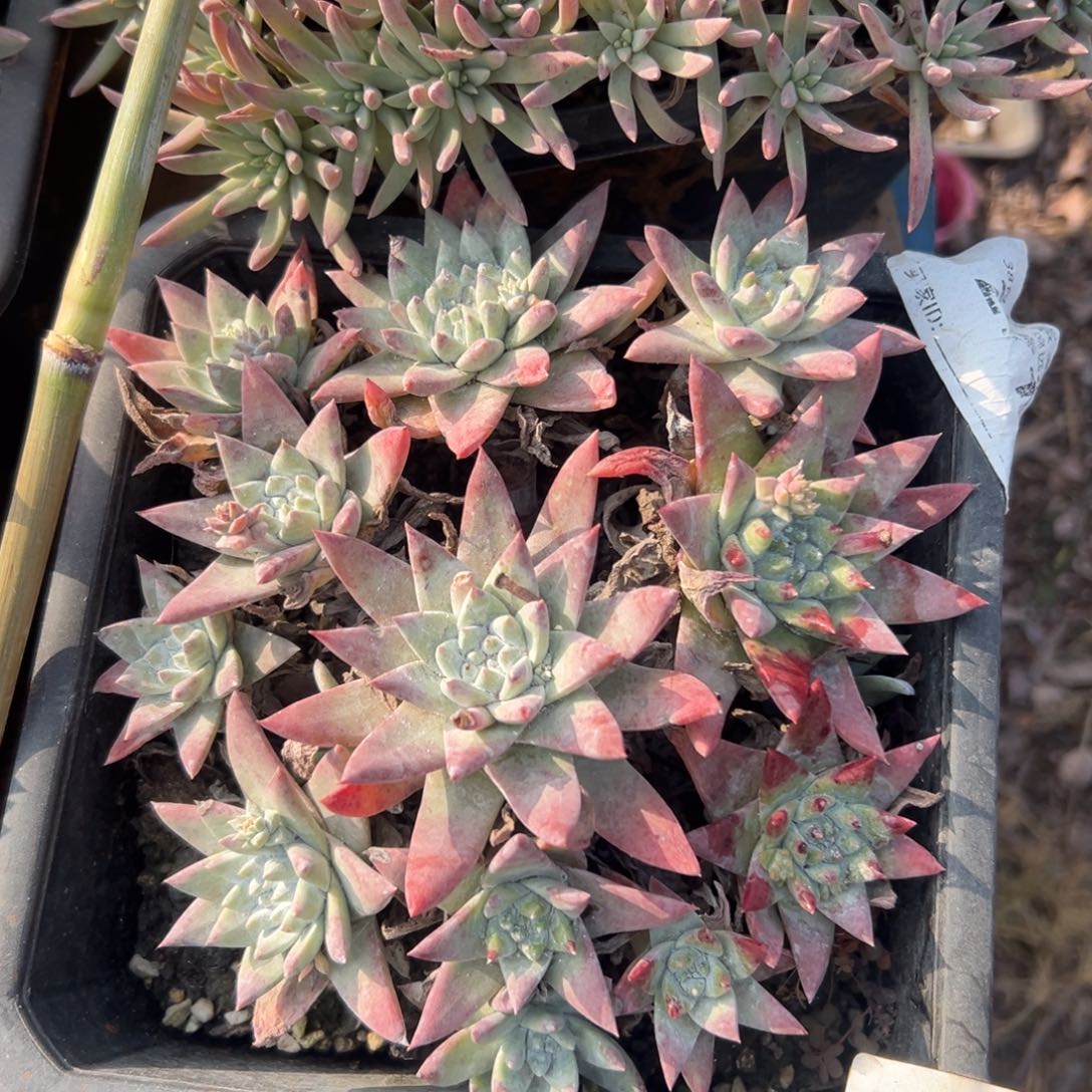 福利福利～一物一拍2813