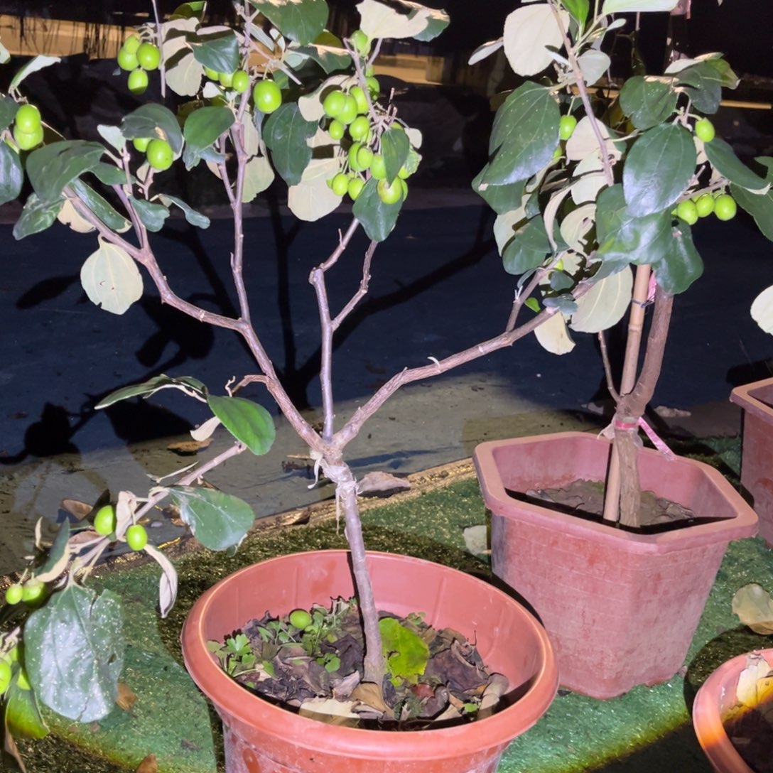 乒***球无花朵222我也喜欢这个颜色啊