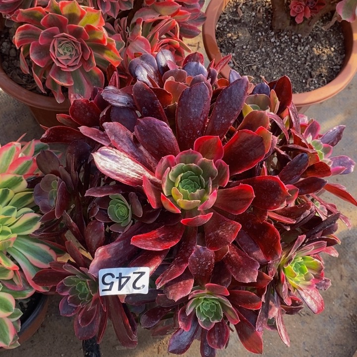 245 赤霞仙子法师