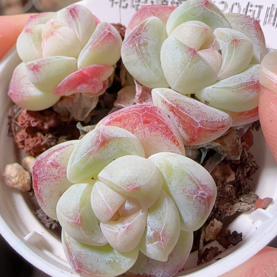 花语多肉1211-188冰玉