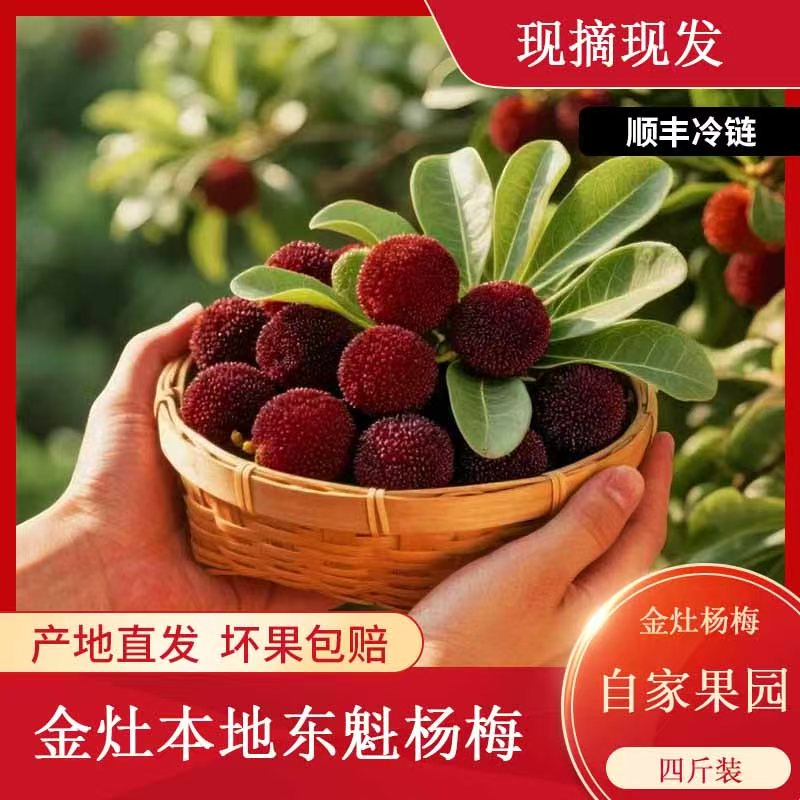 潮汕金灶本地东魁杨梅 浙江红 酸甜可口 现摘现发 四斤装