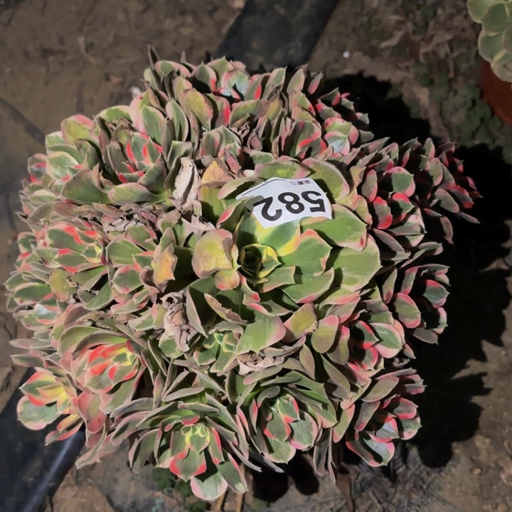 582花样年华多肉植物不售后