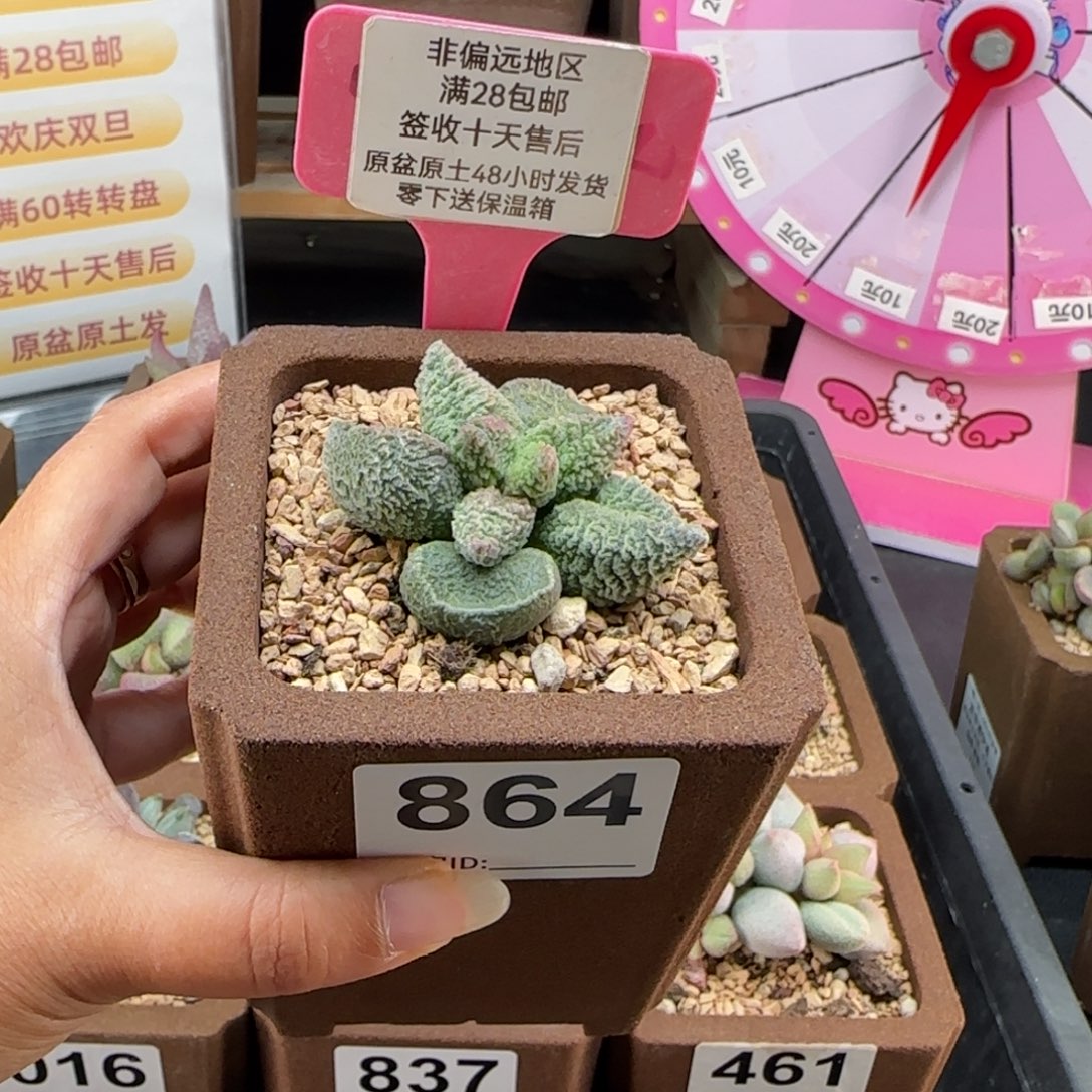 绵***糖864琉璃翠多肉植物