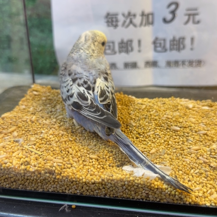 虎皮鹦鹉大头虎皮鹦鹉