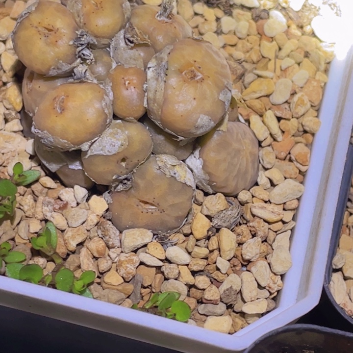 ，突突与突突竭尽全力斤斤计较机会