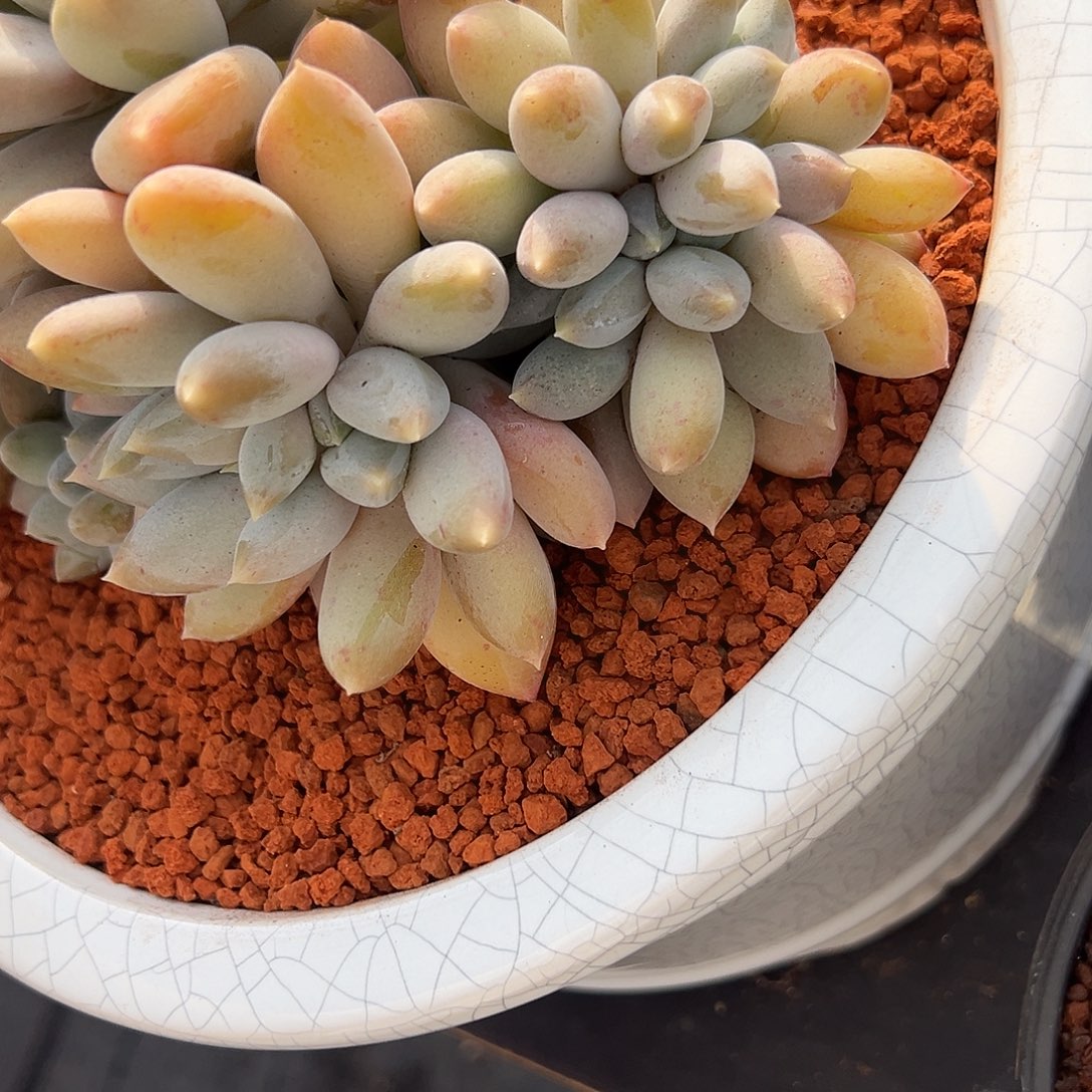 丰***)黄胖体哥特一颗肉肉看看